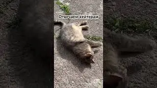 Отвечаем хейтерам и греемся на солнышке