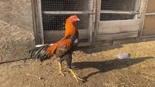 Hint Horozu diyarı