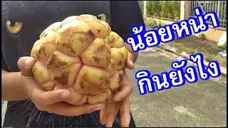 วิธีการเพาะเมล็ด | ผลไม้แปลก ผลไม้นำเข้า | น้อยหน่าเครือ
