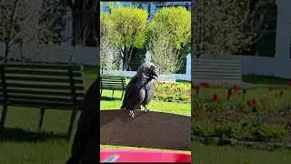 галочка