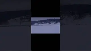 Сходка косули на одном поле