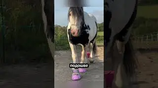 Замена подков