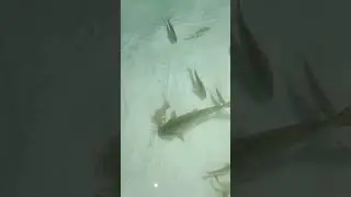 рыба в каркасном басейне