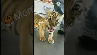 🐯:I'm not Roaring.I'm just calling for mom.