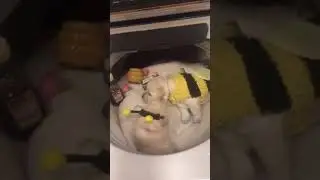В стиральной машине этой женщины завелись гигантские пчёлы. Видео не для слабонервных!