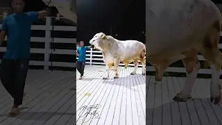 #bull