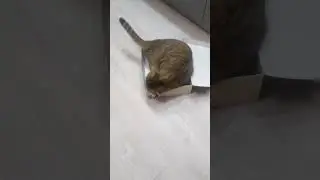 жизнь в коробке