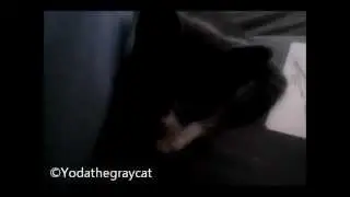 Yoda The Gray Cat - Kitty life