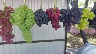 Реализация ягод винограда 22 сентября  Купидон , Рататуй , Красная роза....
