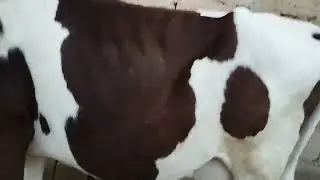 SIGIR VA BOLLASI