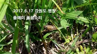 풀매미 クサチッチゼミ Tettigeta isshikii (Kato, 1926)