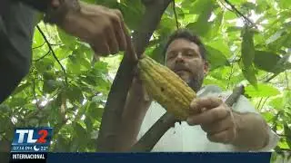 CACAO UN ALTERNATIVA PARA EL CULTIVO