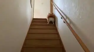 Если скрестить корги и кролика, то получится - это 😀🐶🐰