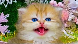 Kitten yawns and meows cute