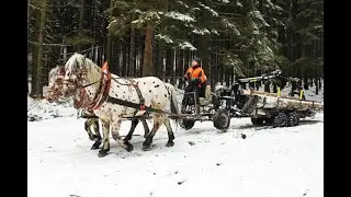 Logging with horses