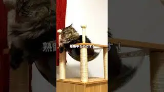 我が家の猫はこれでも熟睡してるんです！/My cat sleeps soundly even dressed like this! #shorts