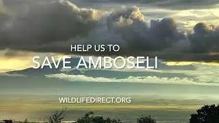 Save the Amboseli Ecosystem