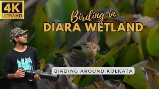 Winter birding in the wetland and A very rare lifer!!  | Birds of India