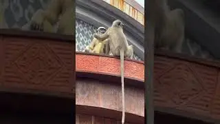 best Puja pandal in kolkata|Durga Puja pandal darshan|Kolkata Durga pandal| Durga puja pandal vlog