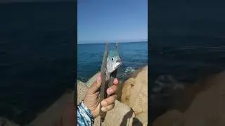 Как же сопротивляется эта рыбка. Помпано на хлеб в Турции #fishing #рыбалка #рыба #fish