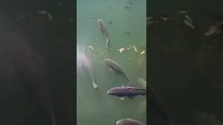 Карпы на прогулке #carpfishing #nature #automobile #carpfish #carp #fish #fishing #huskylife