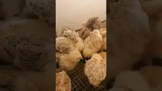 Своё хозяйство
