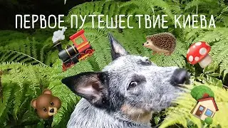 VLOG | Путешествуем с собакой | Киев в лесу