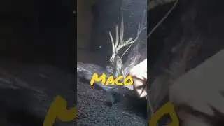#asiatica #chana #fish #aquarium