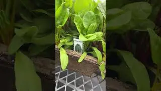 Скільки коштує розсада в Канаді 