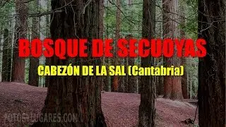 Bosque de secuoyas en Cabezón de la Sal 😍 [Cantabria]