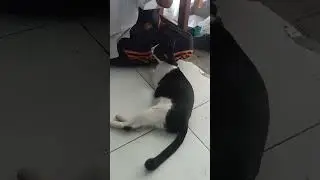 Cerita Kucing Liar 6 - Manja Nungguin Jatah Makan siang 😂