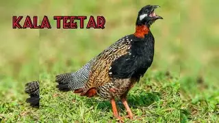 Kala Teetar Ki Awaz | Kala Teetar | Kala Teetar Black Francolins | Black Teetar | Kala Teetar Voice