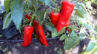 Ramiro pepper. Сладкий перец Рамиро