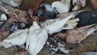 Уникальный Витамин.