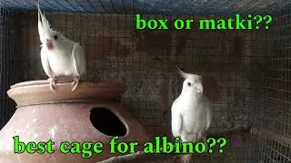 albino cocktails best cage size?? motki or box kia dana sahi hoga albino cocktails ko?