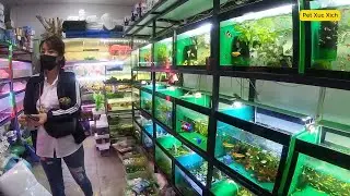 Inside Hai Phong Aquarium Fish Market |  Betta, Guppy, Koi & More | Walking Tour