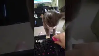 Who Says Cats Can't Play Fetch
