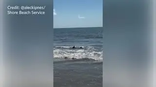 Sharks spotted near Hilton Head Island shore