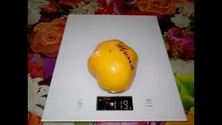 Томат Юбилей или Золотой юбилей Golden Jubilee