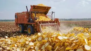 Giant Potato Harvesting with Modern Machinery | Making Billions Of Potato Chips & French Fries