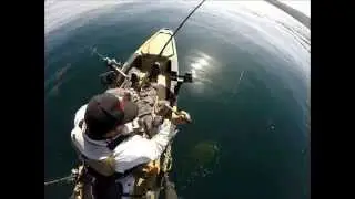 40lb Halibut