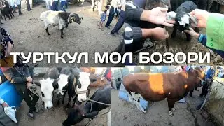 ТУРТКУЛ МОЛ БОЗОРИ 28.06.2020 TORTKOL MOL BOZORI
