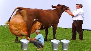 Short horn full documentary and history | milking short horn | beef | world highest milking cow