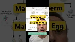 Making Sperm vs Making an Egg