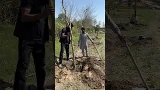 Lagerstroemia speciosa  ਜਰੂਲ (Pride of India ) March 2024