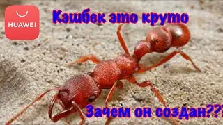 The Ants. Гнаптогенис Мордакс. Кэшбэк это просто.