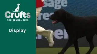 Vulnerable Breed Competition Final  | ​Crufts 2023