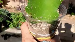 Dragon Fruit fastest way to make roots