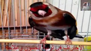 chant chardonneret sauvage khalwi حسون goldfinch jilguero تغريد مقنين خلوي
