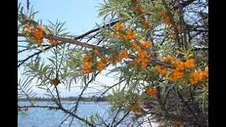 Why You Should Grow Sea Buckthorn The Ultimate Survival Shrub - Hippophae rhamnoides